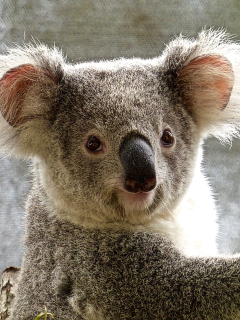 Koalas im Duisburger Zoo